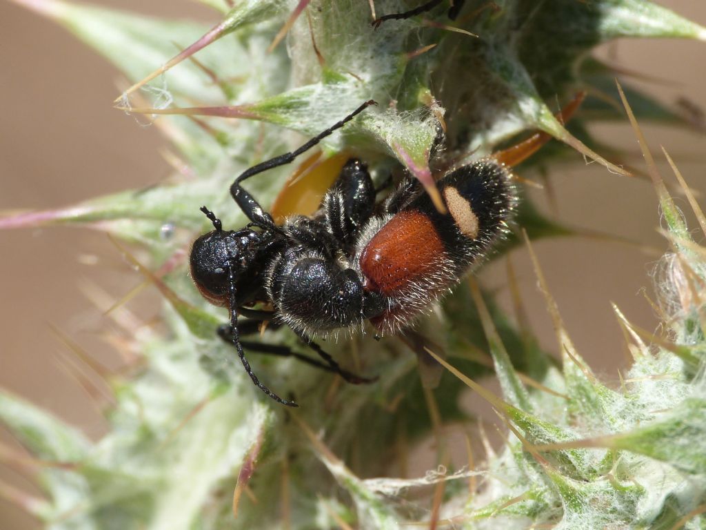 Cleridae: Tilloidea trasversalis, accoppiamento e predazione di Zonitis immaculata